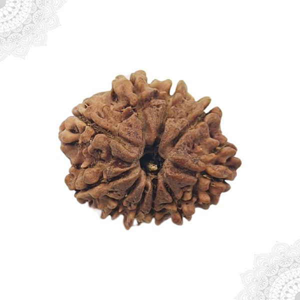 10  Face Rudraksha
