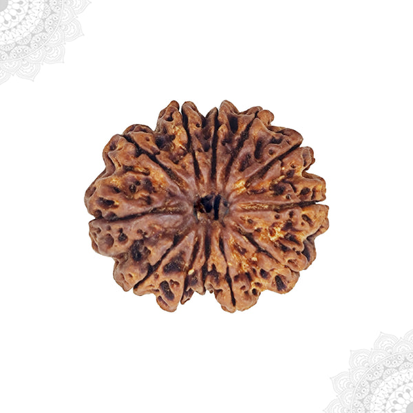 11 Face Rudraksha