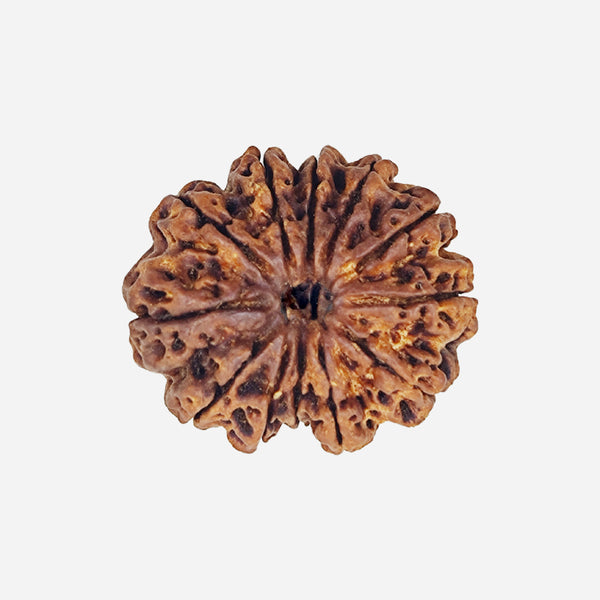 11 Face Rudraksha