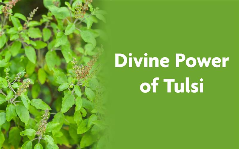 The Divine Power of Tulsi: Daily Rituals and Benefits you should know