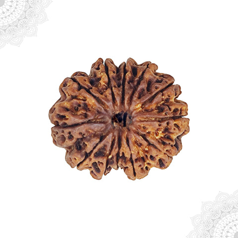 11 Face Rudraksha
